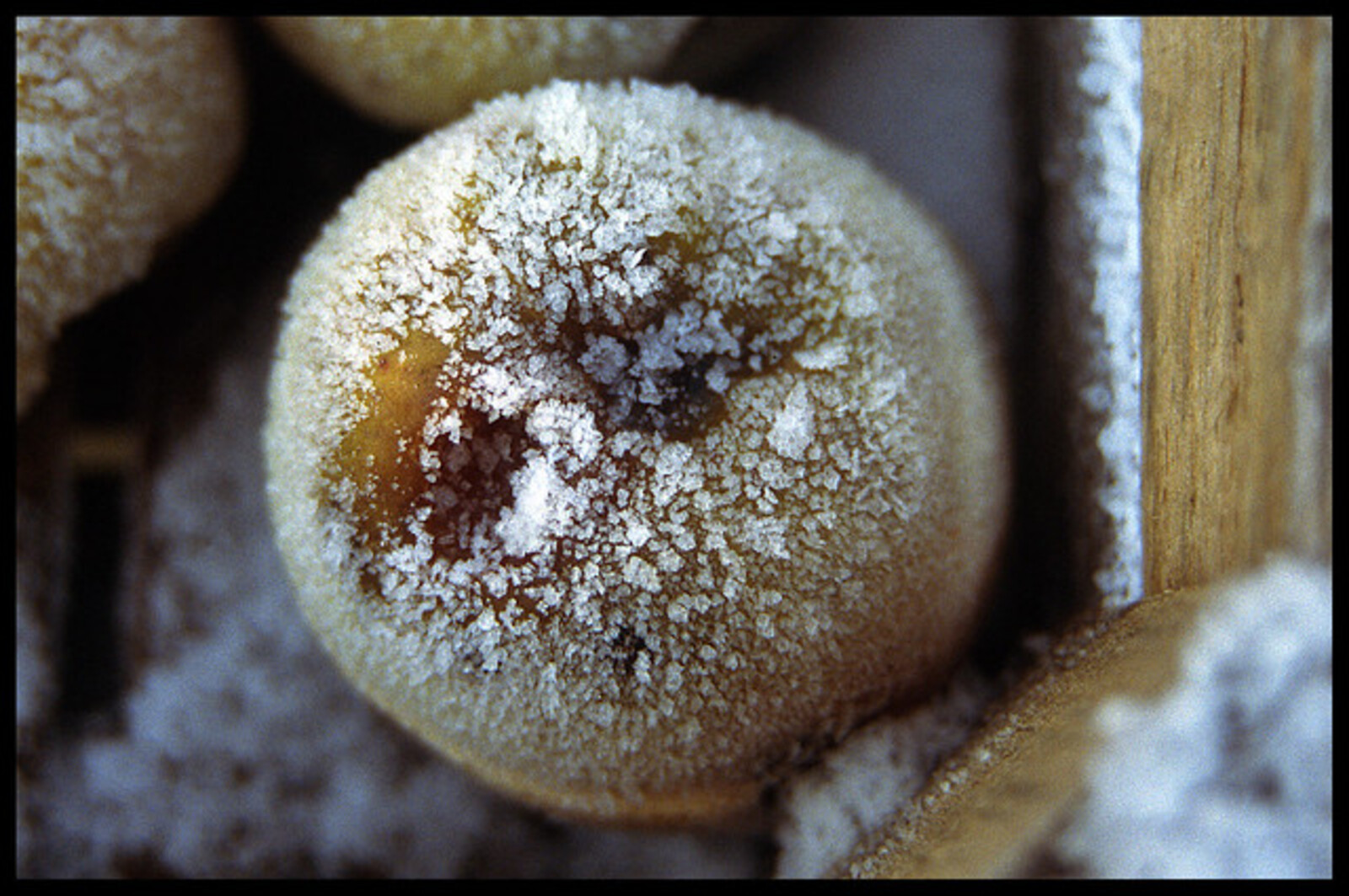 Apples in winter